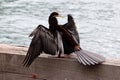 A australian piebald cormorant on the pier in sidney