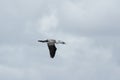 Australian Pied Cormorant (Phalacrocorax varius)