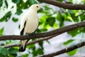 Australian Pied Imperial Pigeon