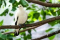 Australian Pied Imperial Pigeon Royalty Free Stock Photo