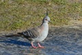 Australian pigeon Royalty Free Stock Photo