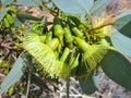 The Australian pimpin mallee flowers Royalty Free Stock Photo