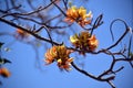 Australian Pine Mountain Coral Tree Inflorescence