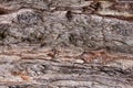 Australian pine tree Casuarina equisetifolia bark closeup, texture - Wolf Lake Park, Davie, Florida, USA