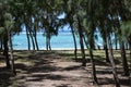 Australian pine tree forest - Casuarina equisetifolia Royalty Free Stock Photo