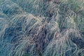 Australian pine tree Casuarina equisetifolia needles closeup.