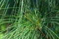 Australian pine tree Casuarina equisetifolia needles closeup - Davie, Florida, USA