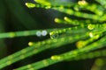 Australian pine tree Casuarina equisetifolia needles with dew drop, macro - Davie, Florida, USA