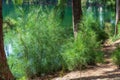 Australian pine tree Casuarina equisetifolia young green plants growing along lake - Davie, Florida, USA