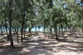 Australian pine tree forest - Casuarina equisetifolia Royalty Free Stock Photo