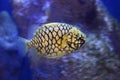 Australian pineapplefish Royalty Free Stock Photo