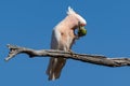 Australian Pink Cockatoo