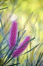 Australian Pink Hakea flowers native to the Northern Territory