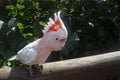 An Australian Pink Major Mitchell cockatoo on a railing. Royalty Free Stock Photo