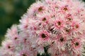 Australian pink and white Corymbia gum tree blossoms Royalty Free Stock Photo