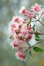 Australian pink and white Corymbia gum tree blossoms