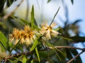 The Australian plant white Hairy bush wildflower in a spring season at a botanical garden. Royalty Free Stock Photo