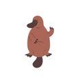 Australian platypus. Vector flat illustration animal isolated on white background