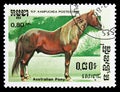 Australian Pony (Equus ferus caballus), Horses serie, circa 1986