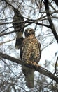 Australian powerful owl and Currawong