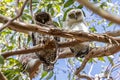 Australian Powerful owl and Owlet