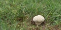 Australian Puffball Mushroom Fungus