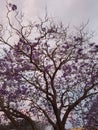 Australian purple Jacaranda tree at sunset