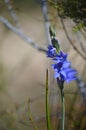 Australian Purple Spotted Sun Orchid, Thelymitra ixioides