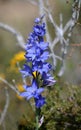 Australian Purple Spotted Sun Orchid, Thelymitra ixioides