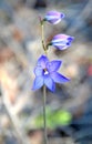 Australian Purple Spotted Sun Orchid