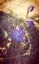 Australian Purple Spotted Sun Orchid