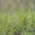 Australian Purple Wildflower Glycine Tabacina Royalty Free Stock Photo