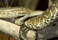 Australian python