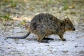 Australian Quokka Royalty Free Stock Photo