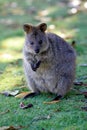 Australian Quokka Royalty Free Stock Photo