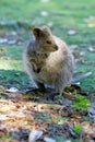 Australian Quokka Royalty Free Stock Photo