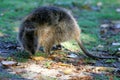 Australian Quokka Royalty Free Stock Photo
