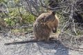 Australian Quokka in Bushland Royalty Free Stock Photo