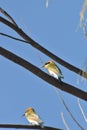 Rainbow Bee Eater Birds