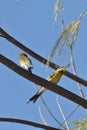 Rainbow Bee Eater Birds