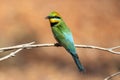 Australian Rainbow Bee-eater