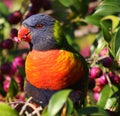 Australian Rainbow Lorikeet Royalty Free Stock Photo