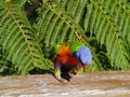 Australian rainbow lorikeet