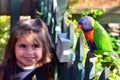 Australian Rainbow Lorikeet Royalty Free Stock Photo