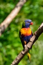 Australian Rainbow Lorikeet Royalty Free Stock Photo