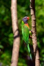 Australian Rainbow Lorikeet Royalty Free Stock Photo