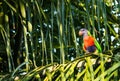 Australian rainbow lorikeet parrot in palm tree