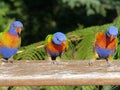 Australian rainbow lorikeet