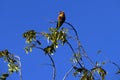 Australian Rainbow Lorikeet ( Trichoglossus moluccanus) perched on a tree Royalty Free Stock Photo