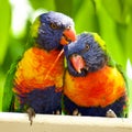 Australian Rainbow Lorikeets Trichoglossus haematodus.